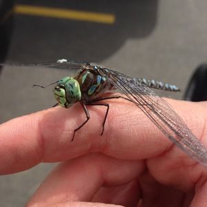 Meet your Posher, Ryan